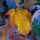 Frozen Autumn Leaves